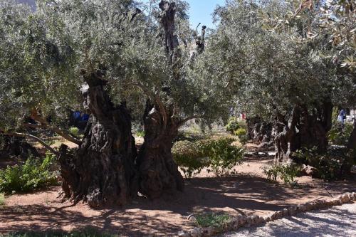 The Garden of Gethsemane 