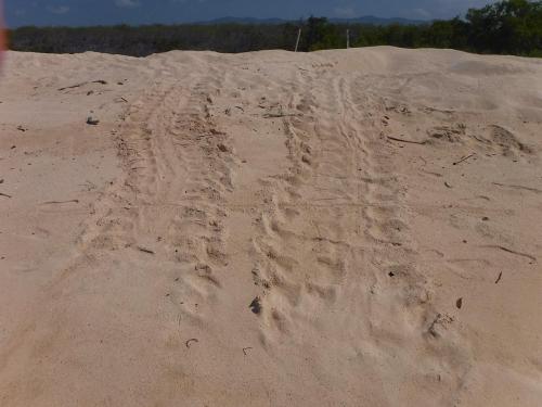 Turtle tracks after laying nest on Bachas Beach, Santa Crus Island