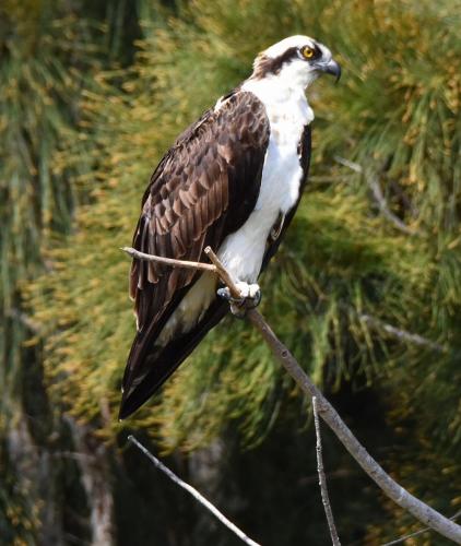 Osprey