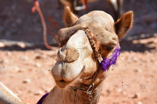 Petra camel