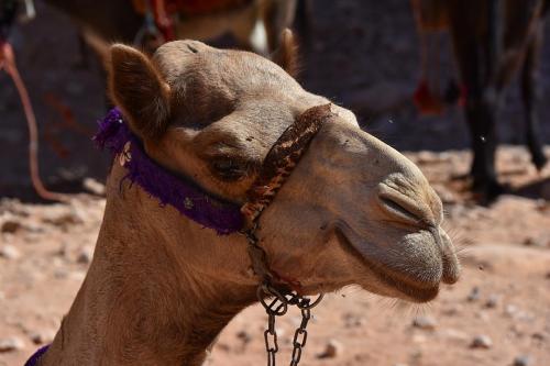 Petra camel