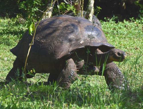 Giant tortoise on Santa Cruz Island
