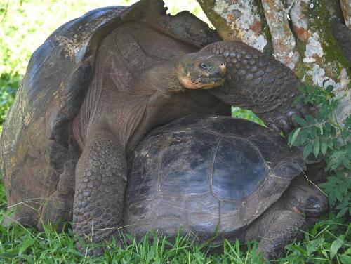 Mating (and grunting!).