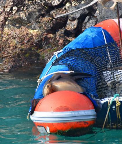 Seal invading an inflatable boat in Puerto Ayora, Isla Santa Cruz