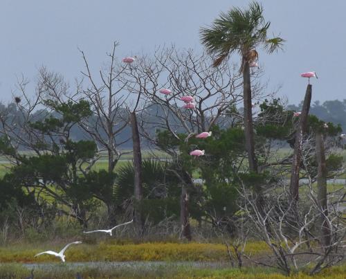 Spoonbills