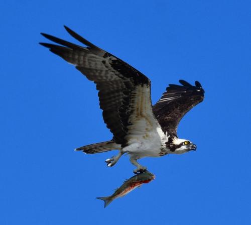 Osprey successful hunt