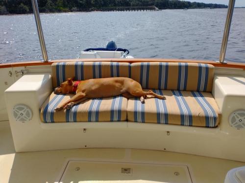 Its a dog's life!