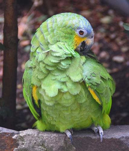 Church garden parrot