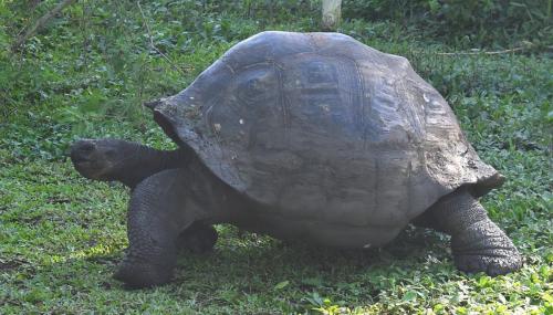 Giant tortoise