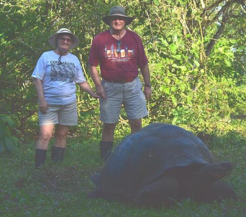 Giant tortoise