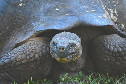 Giant tortoise