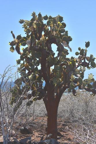 Iguana guarding his cactus tree