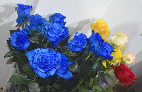 Colored roses for the Japanese market