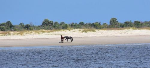 Cumberland wild horses