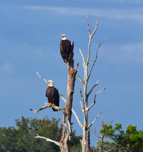 Eagles from the ICW