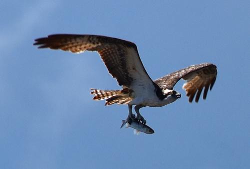 Second osprey with lunch