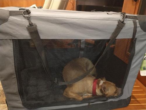 Bella in her traveling crate